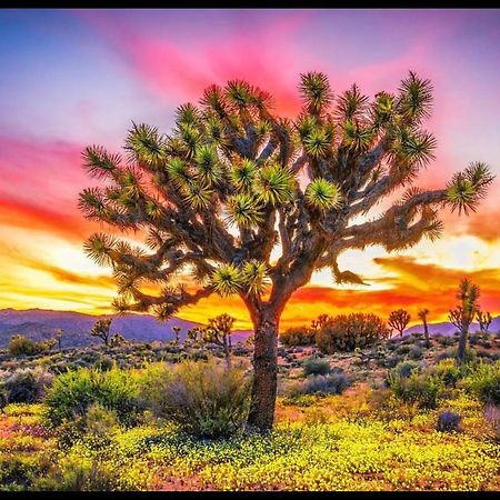 Desert Dreamer Yucca Valley Buitenkant foto