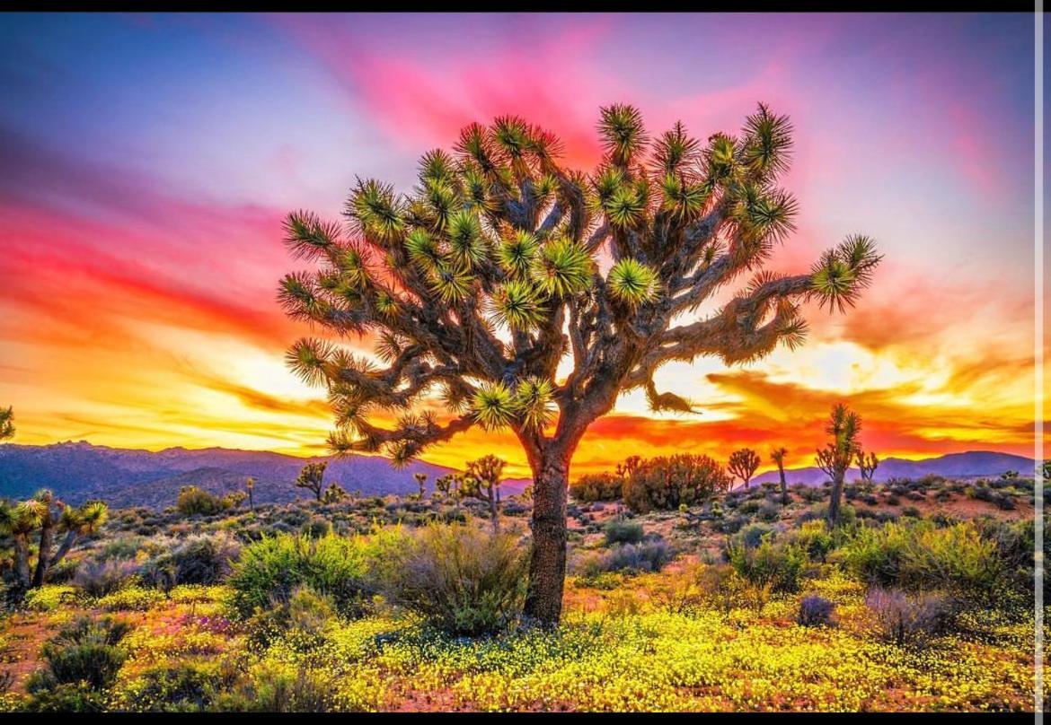 Desert Dreamer Yucca Valley Buitenkant foto
